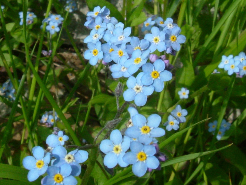 Forse Myosotis? - Myosotis sylvatica